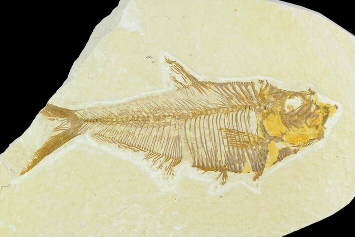 Bargain, Diplomystus Fossil Fish - Wyoming #126522